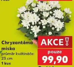 Kaufland Chryzantéma miska nabídka