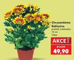 Kaufland Chryzantéma Exklusive nabídka