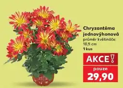 Kaufland Chryzantéma jednovýhonová nabídka