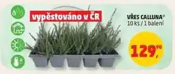 Penny Market VŘES CALLUNA nabídka