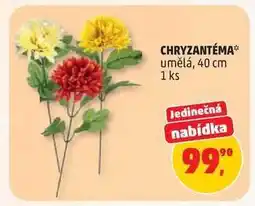 Penny Market CHRYZANTÉMA nabídka