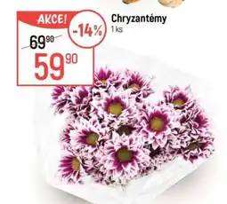 Globus CHRYZANTÉMY nabídka