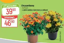 Globus CHRYSANTHÉMA nabídka