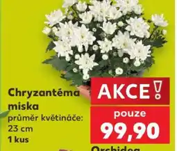 Kaufland Chryzantéma miska nabídka
