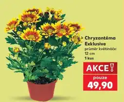 Kaufland Chryzantéma Exklusive nabídka