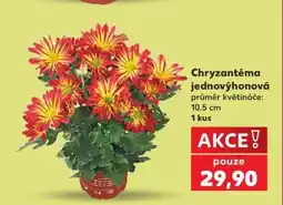 Kaufland Chryzantéma jednovýhonová nabídka