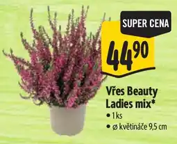 Albert Vřes Beauty Ladies mix nabídka