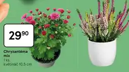 Tesco Chryzantéma mix nabídka