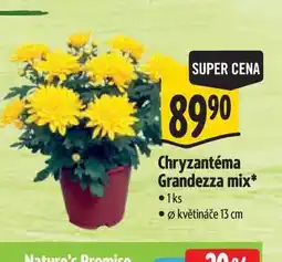 Albert Chryzantéma Grandezza mix, pr. květináče 13 cm nabídka