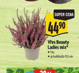 Albert Vřes Beauty Ladies mix, pr. květináče 9,5 cm nabídka