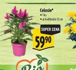 Albert Celosie, pr. květináče 12 cm nabídka