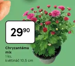 Tesco Chryzantéma mix nabídka