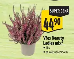 Albert Vřes Beauty Ladies mix nabídka