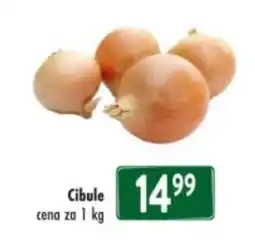 Qanto Cibule nabídka