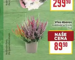 Billa Vřes 4barev květináč o 13 cm 1ks nabídka