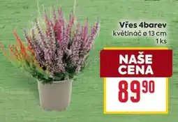 Billa Vřes 4barev nabídka