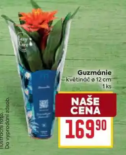Billa Guzmánie nabídka