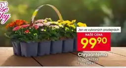 Hruška CHRYZANTÉMA nabídka