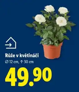 Lidl RŮŽE V KVĚTINÁČI nabídka