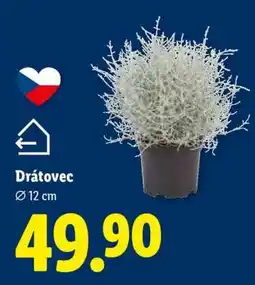 Lidl DRÁTOVEC nabídka