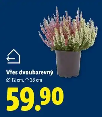 Lidl Vřes dvoubarevný nabídka