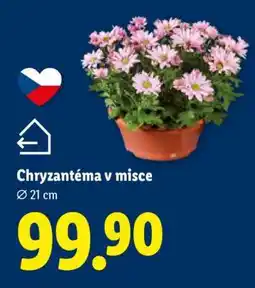 Lidl Chryzantéma v misce nabídka