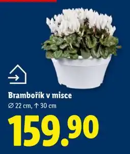 Lidl Brambořík v misce nabídka