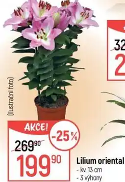 Globus Lilium oriental nabídka