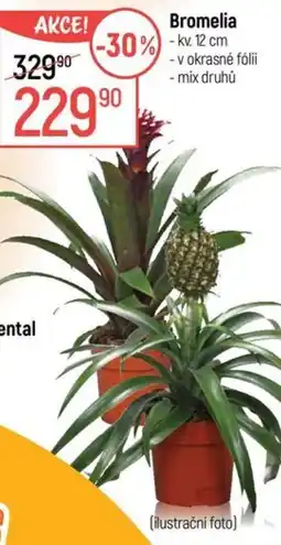 Globus Bromelia nabídka