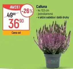 Globus Calluna nabídka