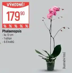Globus Phalaenopsis nabídka