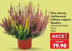 Kaufland Calluna vulgaris Quattro nabídka