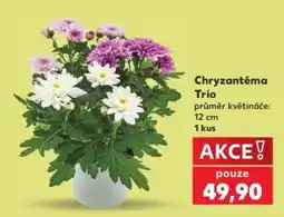 Kaufland Chryzantéma Trio nabídka