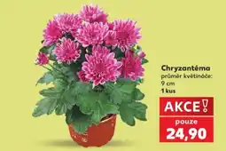 Kaufland Chryzantéma nabídka