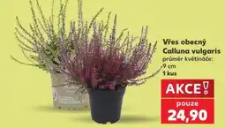 Kaufland Vřes obecný nabídka
