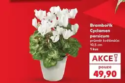 Kaufland Brambořík Cyclamen persicum nabídka