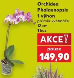 Kaufland Orchidea Phalaenopsis nabídka