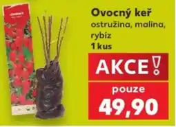 Kaufland Ovocný keř ostružina, malina, rybíz nabídka