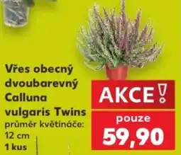 Kaufland Calluna vulgaris Twins nabídka