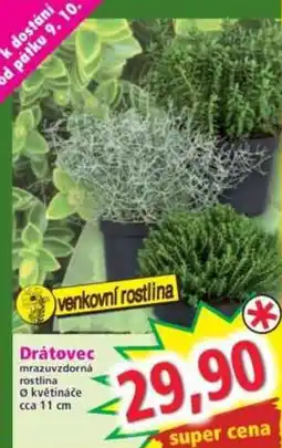 Norma Drátovec nabídka