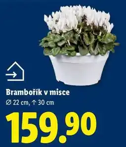 Lidl Brambořík v misce, Ø 22 cm nabídka