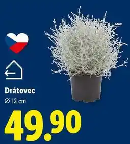 Lidl Drátovec, Ø 12 cm nabídka