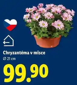 Lidl Chryzantéma v misce, Ø 21 cm nabídka