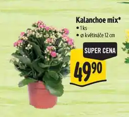 Albert Kalanchoe mix, pr. květináče 12 cm nabídka