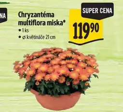 Albert Chryzantéma multiflora miska, pr. květináče 21 cm nabídka