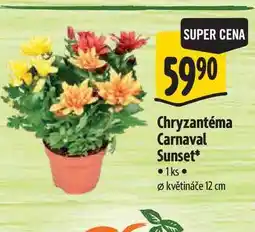 Albert Chryzantéma Carnaval Sunset, pr. květináče 12 cm nabídka