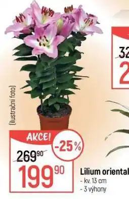 Globus Lilium oriental nabídka