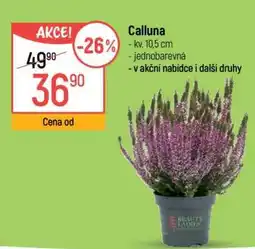 Globus Calluna nabídka