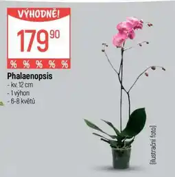 Globus Phalaenopsis nabídka