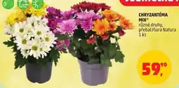 Penny Market Flora Natura Chryzantéma Mix nabídka